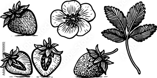 Vintage strawberry set with flower and leaf for retro design and decor