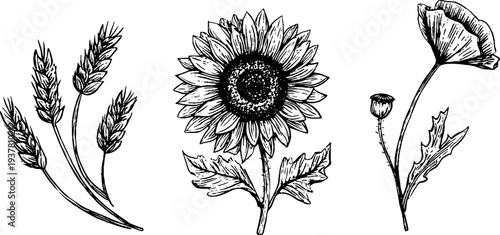 Vintage floral set: sunflower, wheat, and poppy sketch for rustic design