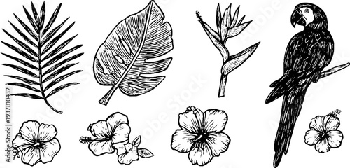 Tropical paradise elements: parrot, palm leaves, and exotic flowers for design and decoration