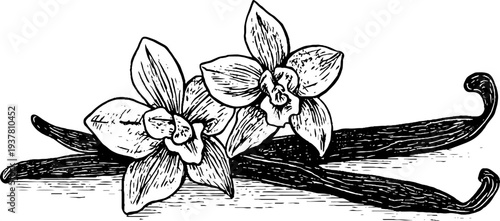 Vintage vanilla orchid flowers and pods illustration for design and decoration