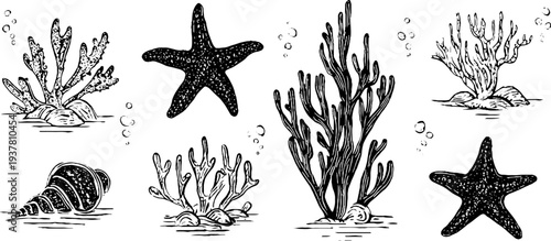 Vintage underwater coral reef and seashell cluster with starfish - hand-drawn sketch for coastal decor
