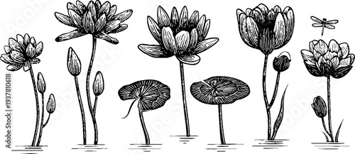 Vintage botanical sketch of water lilies with reed stalks and dragonfly for design decor