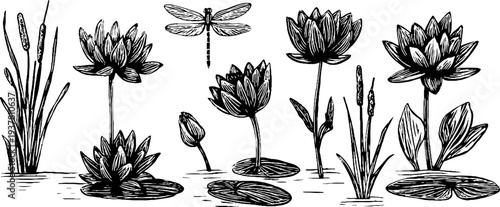 Vintage botanical illustration of water lilies, reeds, and dragonfly silhouette