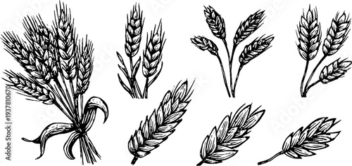 Vintage sketch of wheat sheaf, barley ears, and oat stalks for rustic design