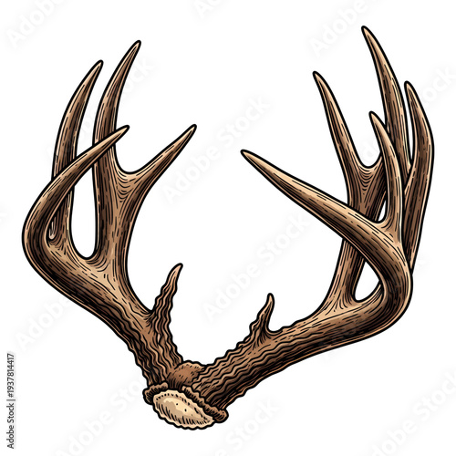 Hand drawn vintage deer antlers illustration isolated on white background for hunting and outdoors