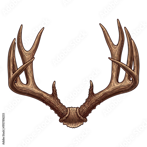Hand drawn vintage deer antlers illustration isolated on white background for hunting and outdoors