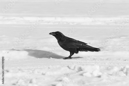 Crow on the snow in the winter. Russia. Siberia.