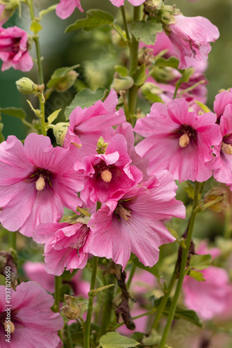 pink mallow flowers on a branch.