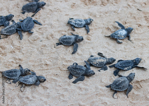 A group of baby turtles are laying on the sand