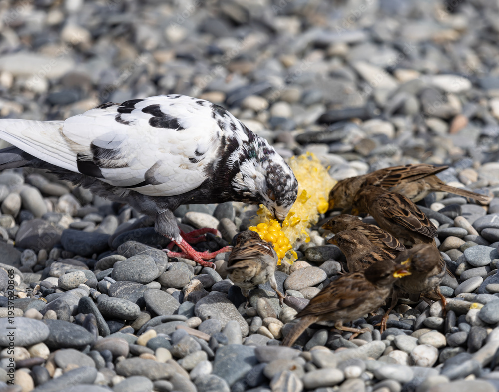 Fototapeta premium A group of birds are eating seeds on a rocky surface
