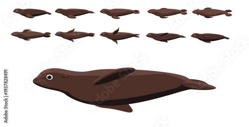 Sea Lion Swimming Spinning Movement Animation Frame