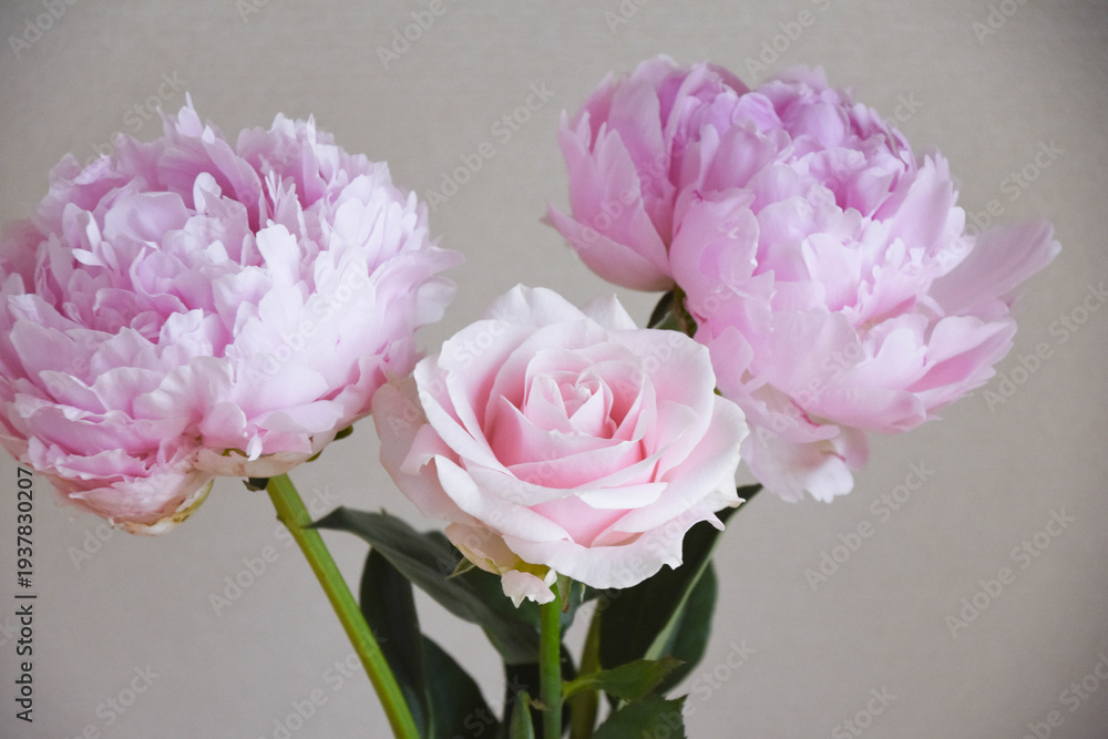 Fototapeta premium 薔薇と芍薬