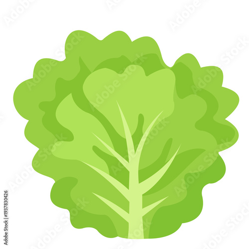 lettuce vegetable