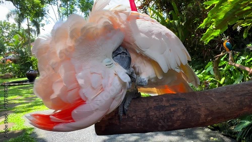 Moluccan Cockatoo Parrot on Tree Branch Among Tropical Plants