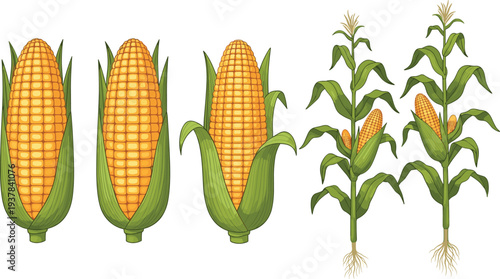 Corn Plant and Maize Cob Vector Illustration Set Showing Whole Corn Cobs and Growing Corn Plants for Agriculture, Farming, Harvest, and Organic Food Design.
