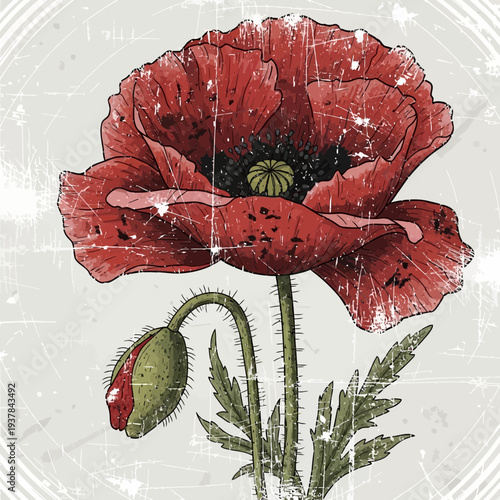 Vintage Red Poppy Flower with Bud and Leaves