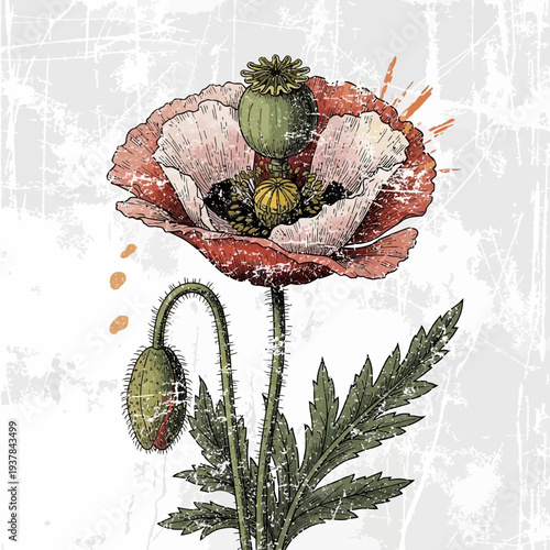 Vintage Poppy Flower Illustration with Grungy Texture