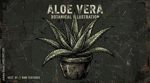 Aloe Vera Botanical Illustration on Grunge Background