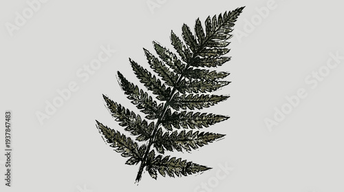 Detailed fern frond illustration on a neutral background