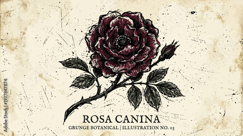 Grunge botanical illustration of a dark red rose with buds and leaves.