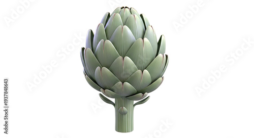 Green Artichoke Isolated on White Background