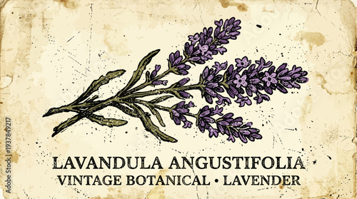 Vintage Botanical Illustration of Lavender Sprig
