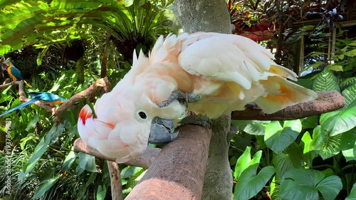 Moluccan Cockatoo Parrot on Tree Branch Among Tropical Plants
