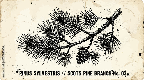 Vintage Scots Pine Branch with Cone Illustration