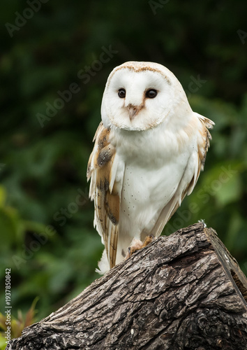 A barn owl perches on a log, its white face and speckled feathers contrasting with the dark green foliage behind it.