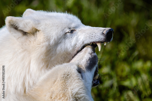 young wolf and the pack leader