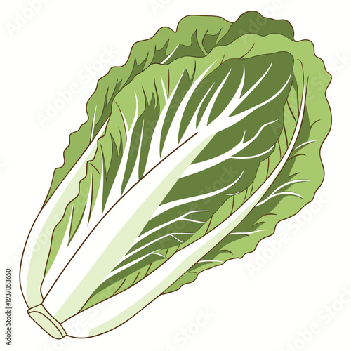 Vector illustration of Stylized Illustration of a Fresh Head of Napa Cabbage