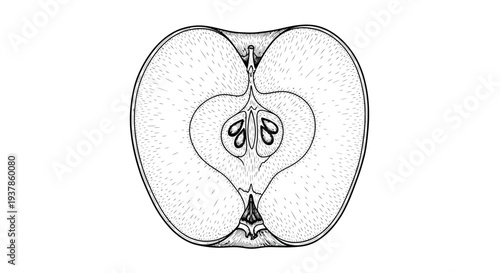 Detailed cross-section of a fruit or seed pod with inner structures.