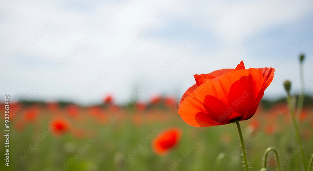 Fototapeta premium Vibrant poppy flowers bloom in a lush green field under a cloudy sky with a single poppy in sharp focus.