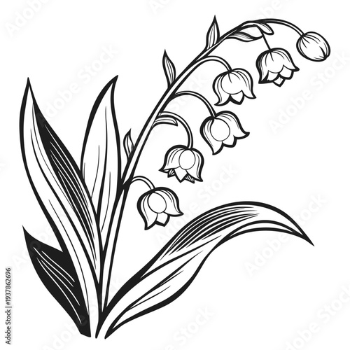 Vector illustration of Botanical Illustration of Lily of the Valley Flowers with Delicate Bells and Leaves in Line Art