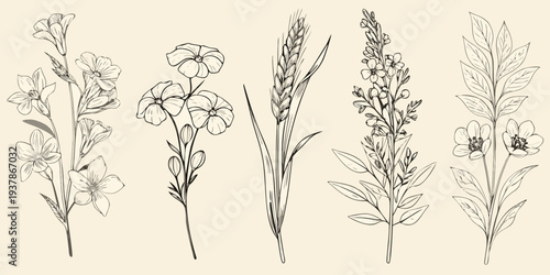 Delicate botanical illustration featuring various sketched wildflowers and grasses