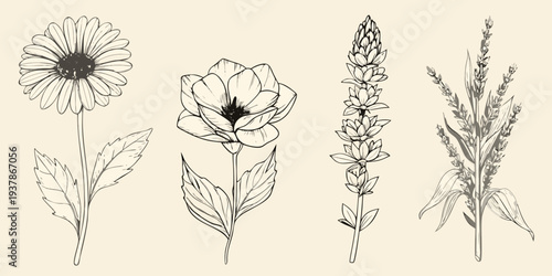 Vintage botanical illustration featuring daisies anemones and grasses