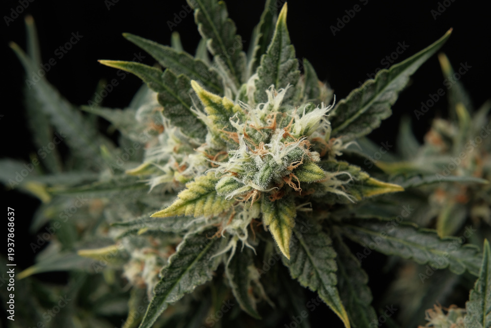 Φωτογραφία Ripe marijuana bud covered with a layer of resin with trichomes on a black backg
