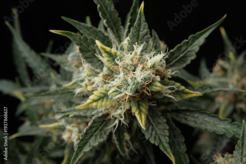 Принти на полотні Ripe marijuana bud covered with a layer of resin with trichomes on a black backg
