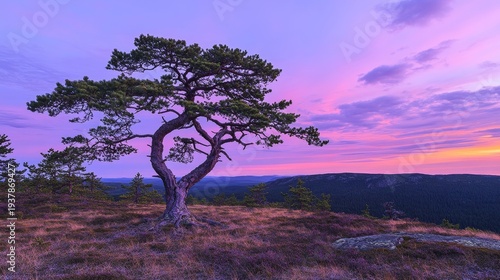 A solitary tree stands against a vibrant sunset sky, highlighting nature's beauty and tranquility