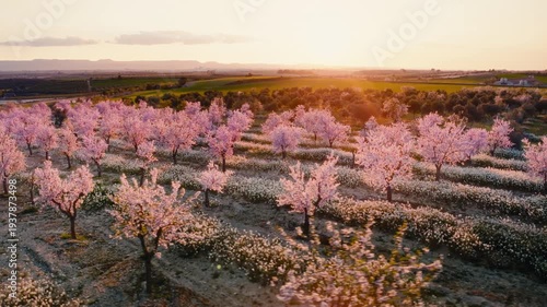 Wallpaper Mural Cinematic 4K aerial drone circling over blooming almond orchard at sunrise, pink blossoms glowing above a dense white wildflower field. Idyllic spring countryside landscape, agriculture, renewal Torontodigital.ca