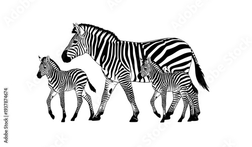 Zebra Family Walking Wildlife Vector Adult Zebra with Two Baby Foals Realistic Animal Illustration Isolated on White