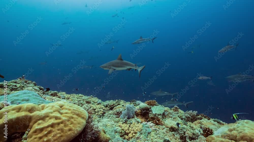 custom made wallpaper toronto digitalHuge numbers of sharks swim along reef with individuals being cleaned by small fish