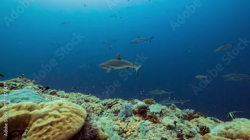 Wallpaper Mural Huge numbers of sharks swim along reef with individuals being cleaned by small fish Torontodigital.ca