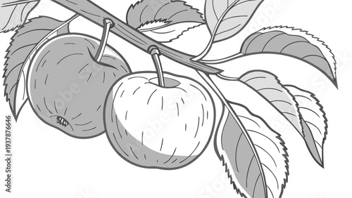 Vector illustration of Monochrome Apples on Branch: Simple Illustration of Fruit and Leaves