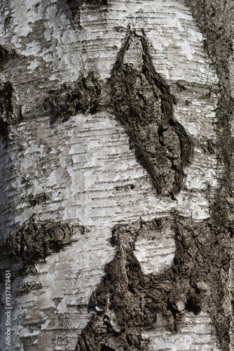 Common birch bark detail - Latin name - Betula pendula