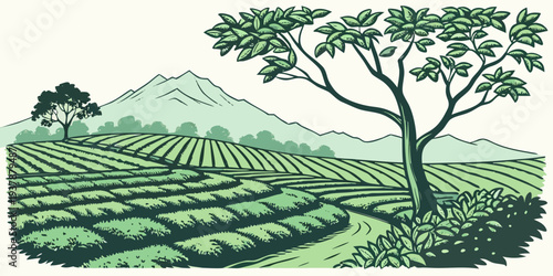 A green tea plantation with a tree and mountain Vector
