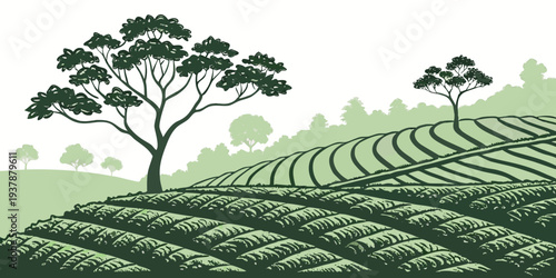 Tea plantation on a hillside with trees Vector