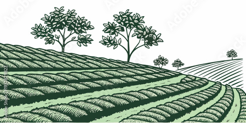 Tea plantation on a hillside with trees Vector