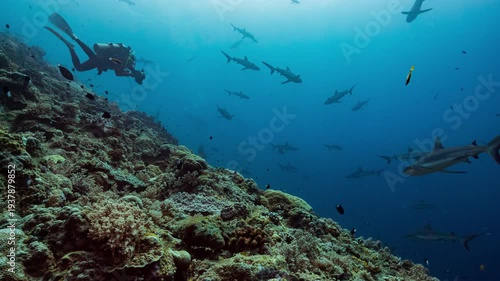 Wallpaper Mural Huge numbers of sharks swim along reef in front of SCUBA diving tourists with underwater cameras in Palau Torontodigital.ca