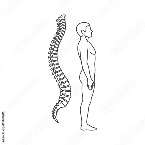 Human anatomy and spine structure illustration showing detailed vertebrae and posture alignment for educational purposes